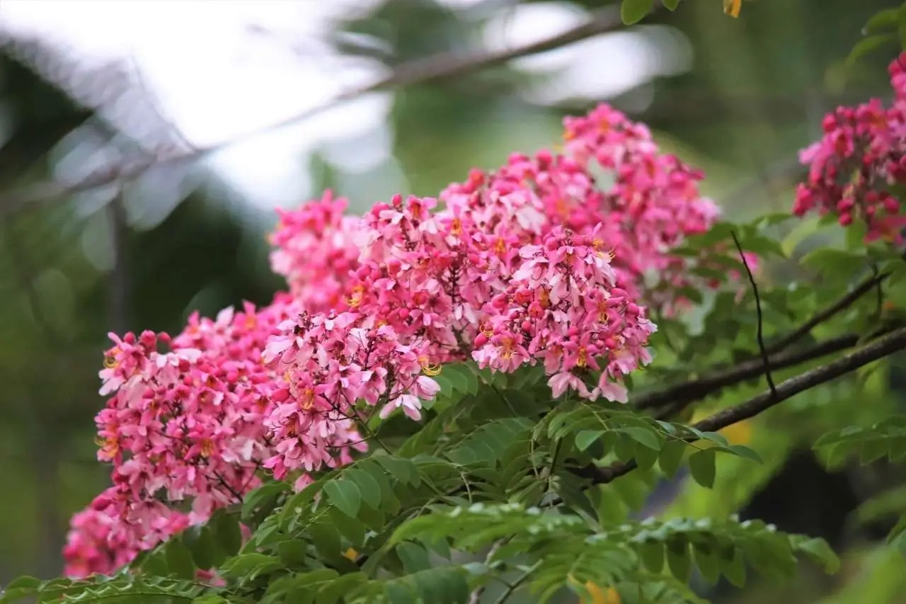 Cassia renigera / Cassia javanica subsp. renigera - Burmese Pink Cassia, Deciduous Cassia, Velvet Cassia - Image 3