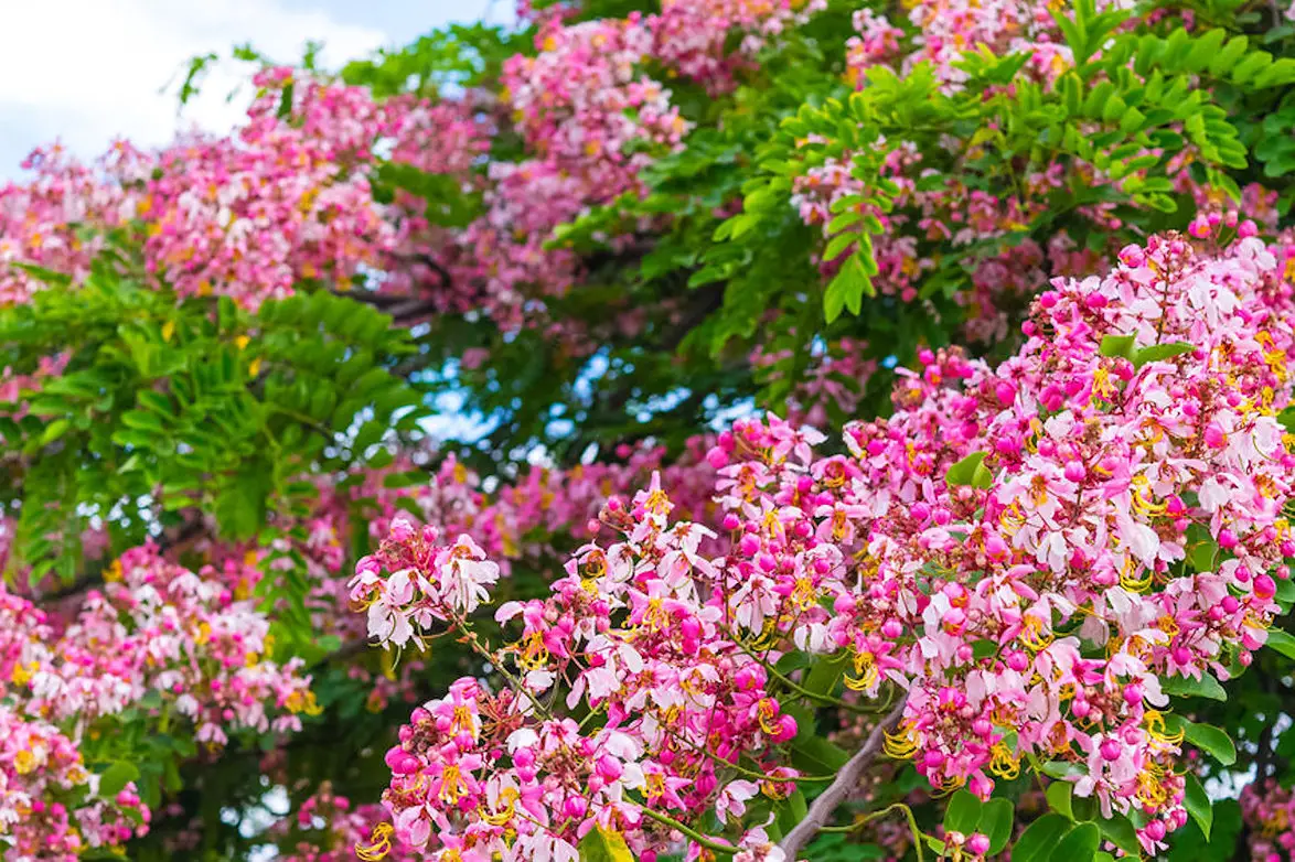 Cassia renigera / Cassia javanica subsp. renigera - Burmese Pink Cassia, Deciduous Cassia, Velvet Cassia - Image 4