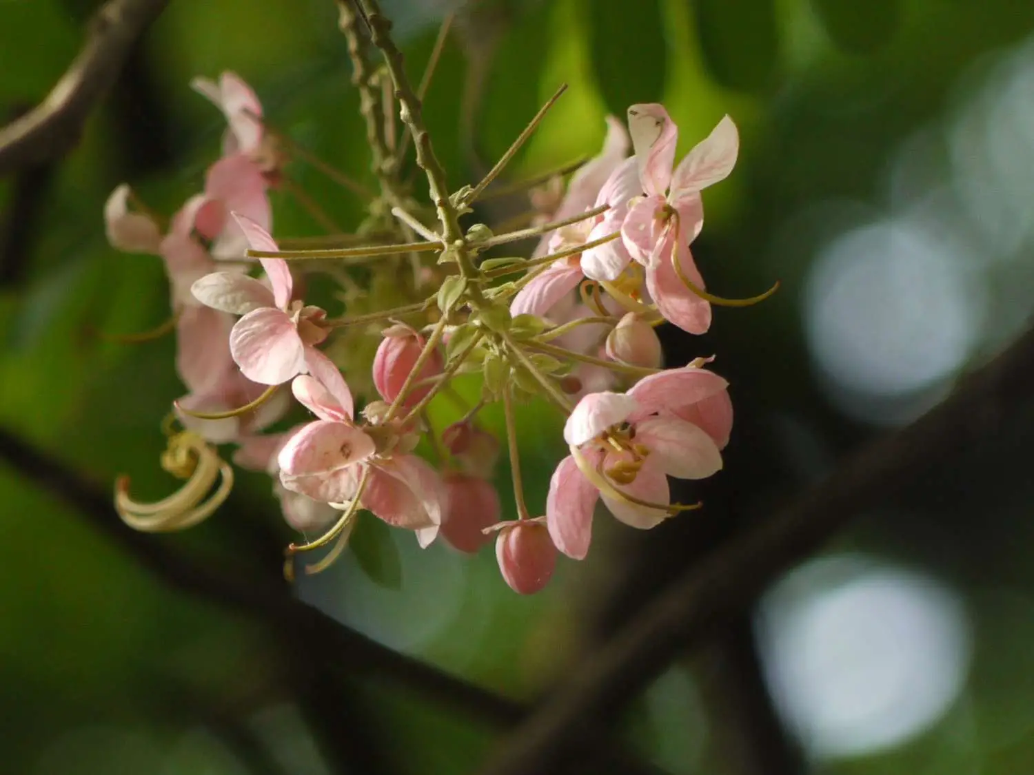 Cassia renigera / Cassia javanica subsp. renigera - Burmese Pink Cassia, Deciduous Cassia, Velvet Cassia - Image 6