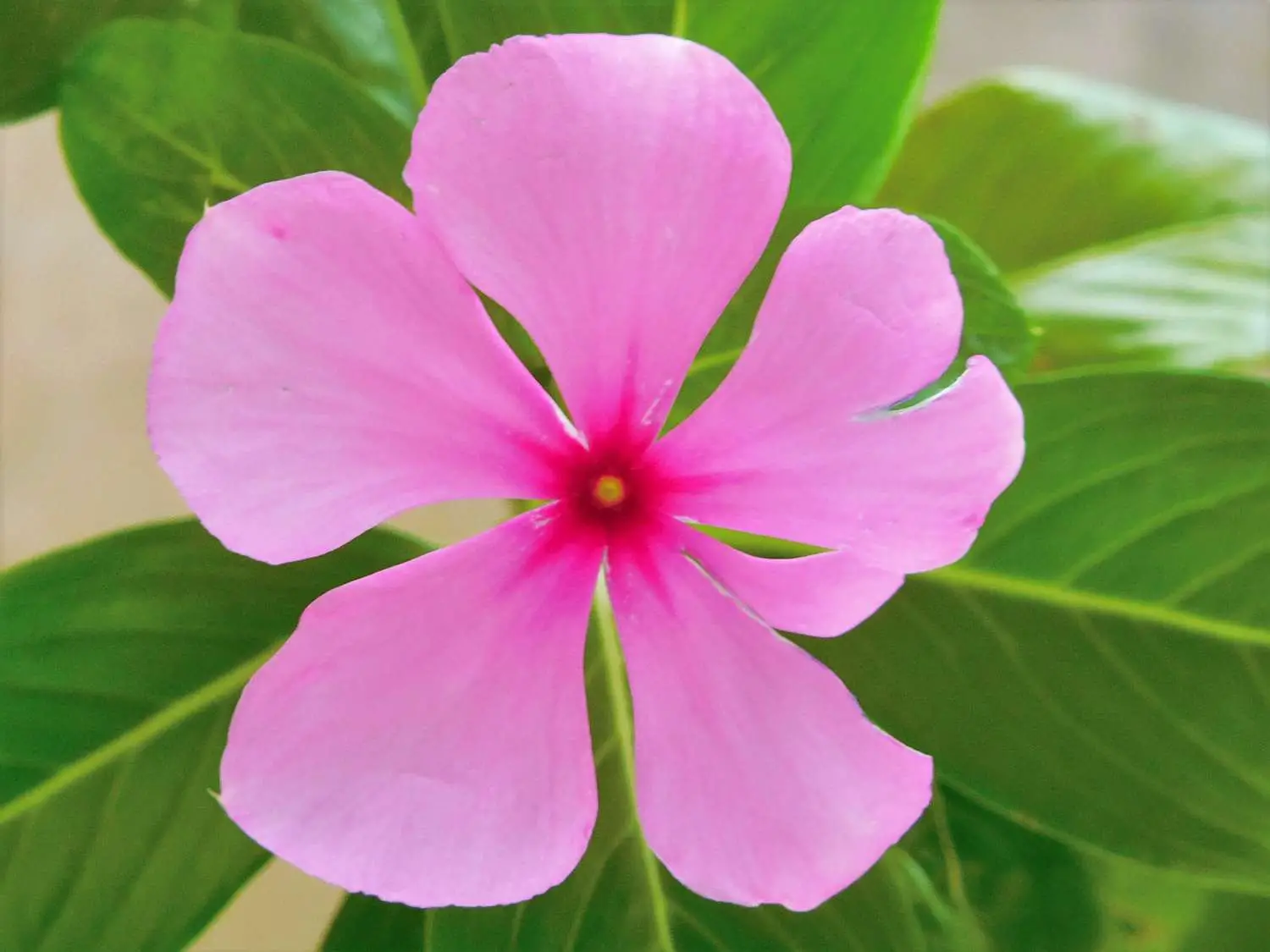Catharanthus roseus - Bright Eyes, Cape Periwinkle, Graveyard Plant, Madagascar Periwinkle, Old maid - Image 2