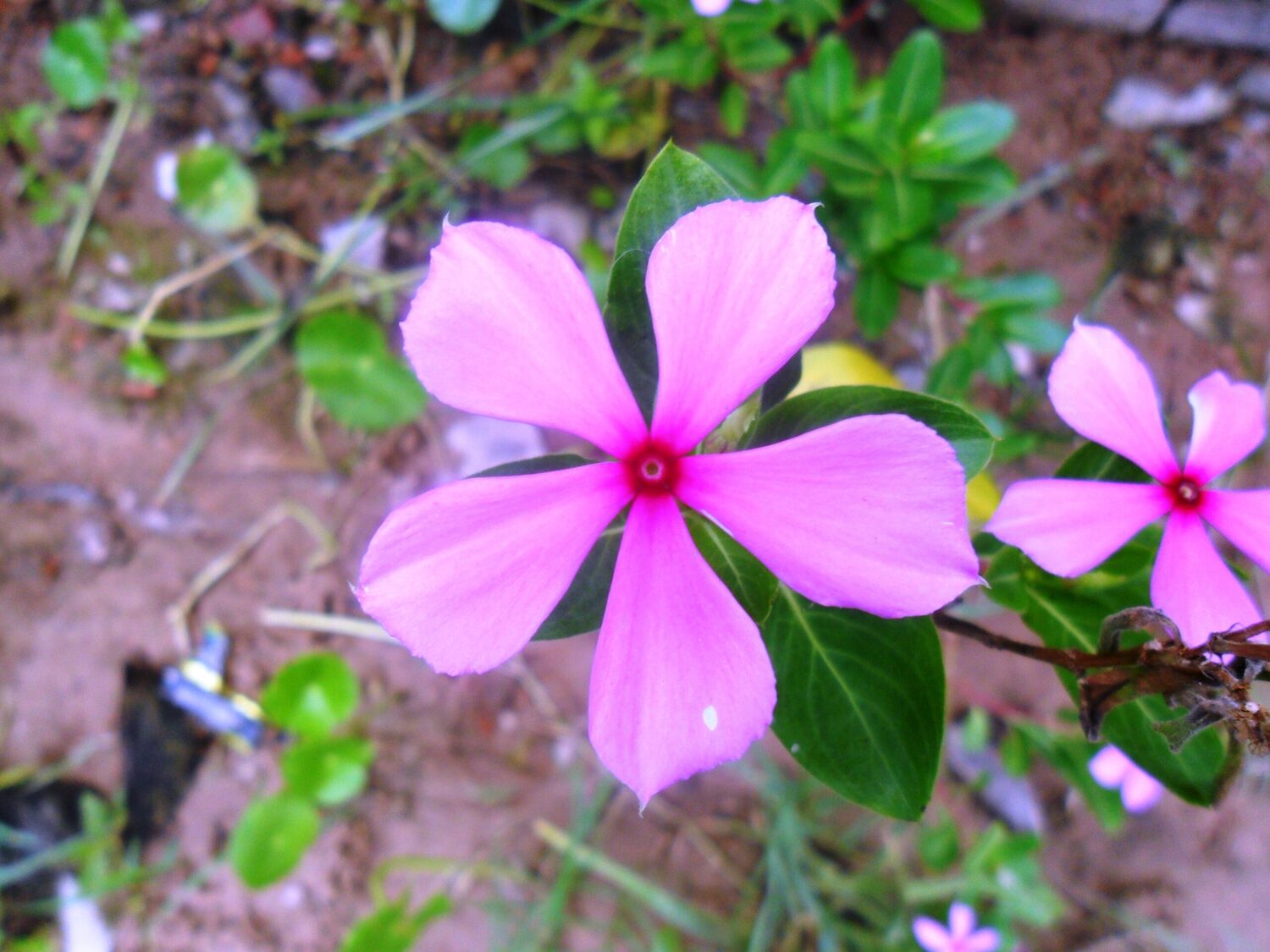Catharanthus roseus - Bright Eyes, Cape Periwinkle, Graveyard Plant, Madagascar Periwinkle, Old maid - Image 3