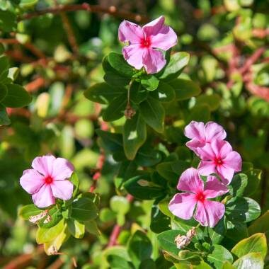 Catharanthus roseus - Bright Eyes, Cape Periwinkle, Graveyard Plant, Madagascar Periwinkle, Old maid - Image 4