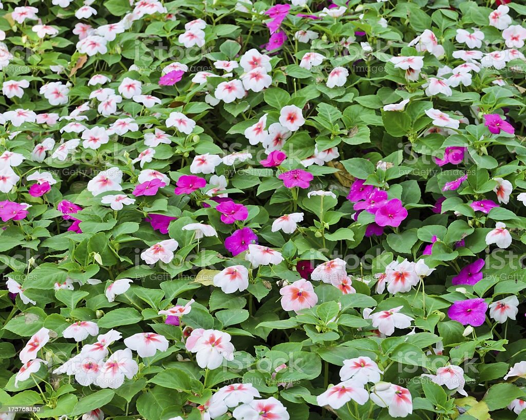 Catharanthus roseus - Bright Eyes, Cape Periwinkle, Graveyard Plant, Madagascar Periwinkle, Old maid - Image 5