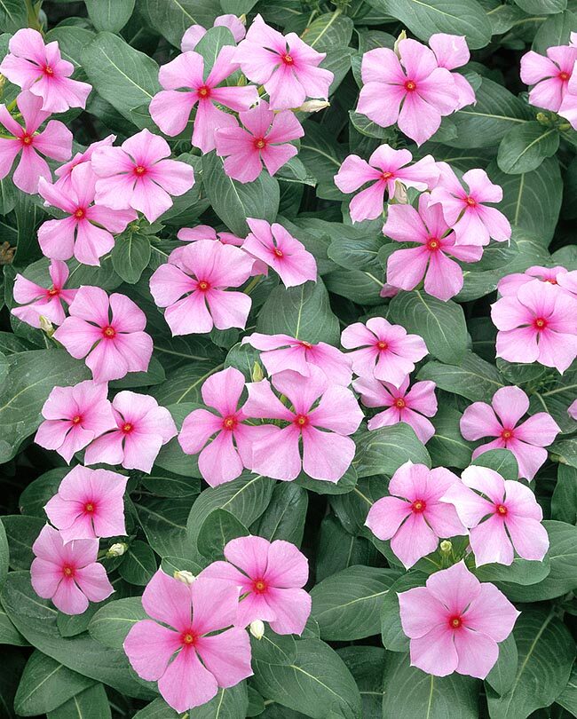 Catharanthus roseus - Bright Eyes, Cape Periwinkle, Graveyard Plant, Madagascar Periwinkle, Old maid - Image 6