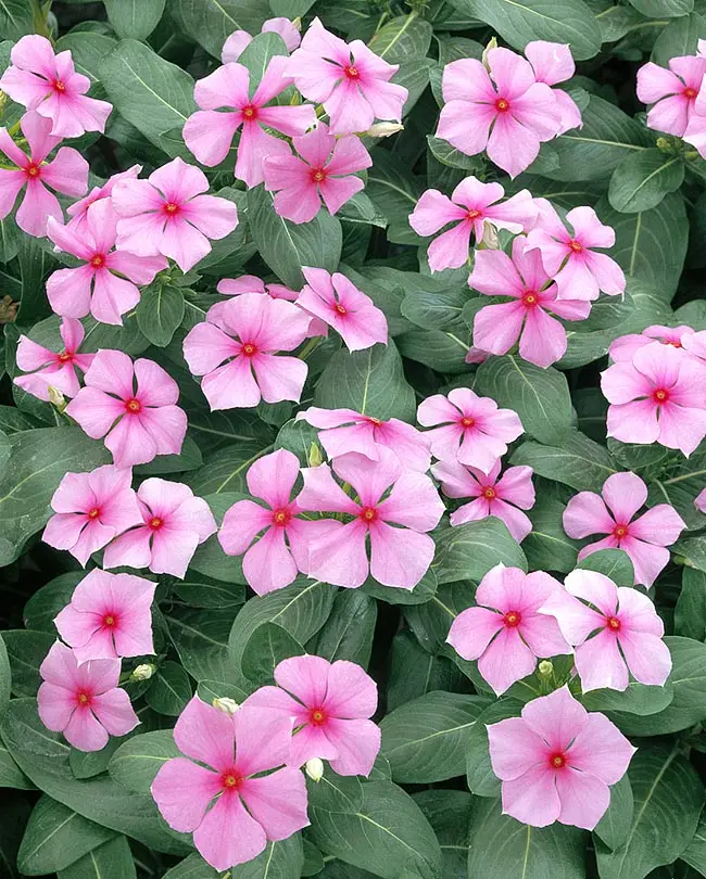 Catharanthus roseus - Bright Eyes, Cape Periwinkle, Graveyard Plant, Madagascar Periwinkle, Old maid - Image 6