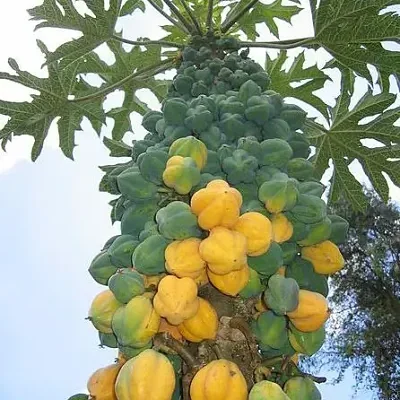 Carica pubescens 'Cundinamarca' / Carica cundinamarcensis - Cundinamarca Papaya, Papaya Mountain