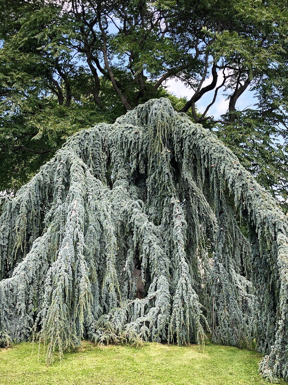 Cedrus atlantica 'Glauca' / Cedrus libani subsp. atlantica - Blue Atlas Cedar, Blue Atlantic Cedar, Lebanon Cedar Atlantic Variety, Cedar of the Glaucus Atlas - Image 2