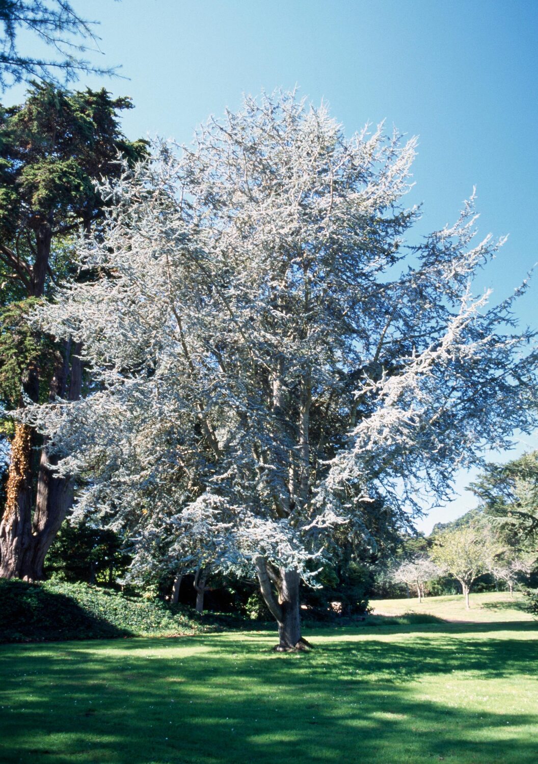 Cedrus atlantica 'Glauca' / Cedrus libani subsp. atlantica - Blue Atlas Cedar, Blue Atlantic Cedar, Lebanon Cedar Atlantic Variety, Cedar of the Glaucus Atlas - Image 3