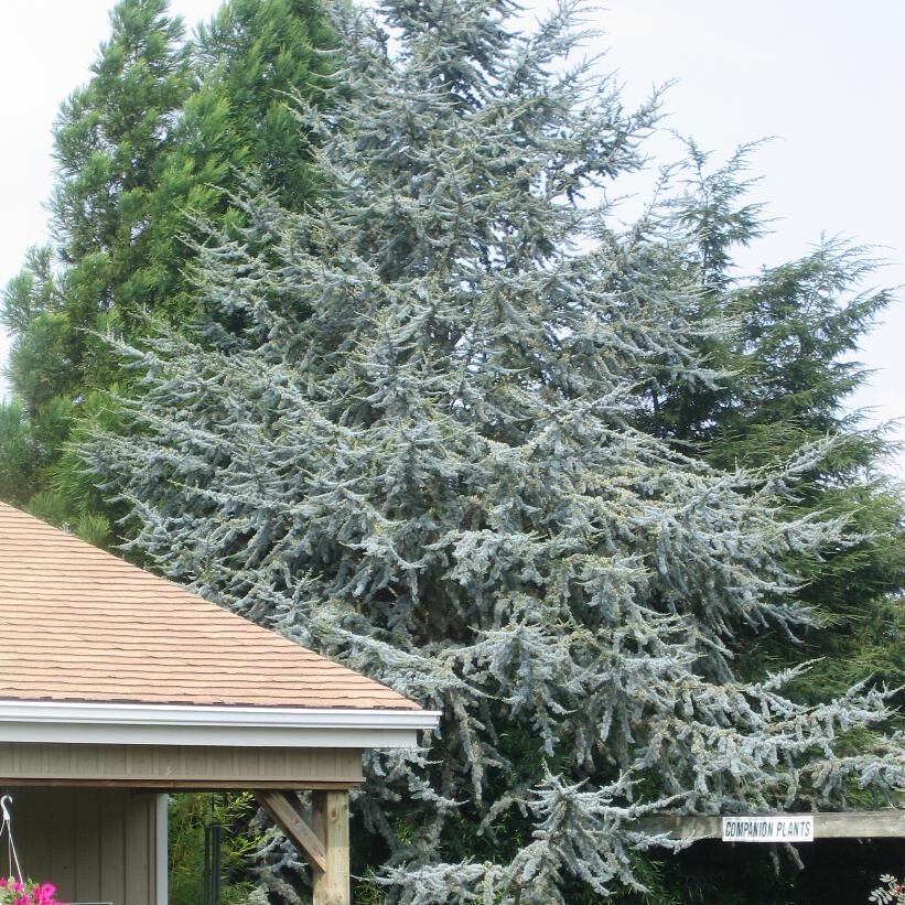 Cedrus atlantica 'Glauca' / Cedrus libani subsp. atlantica - Blue Atlas Cedar, Blue Atlantic Cedar, Lebanon Cedar Atlantic Variety, Cedar of the Glaucus Atlas - Image 5