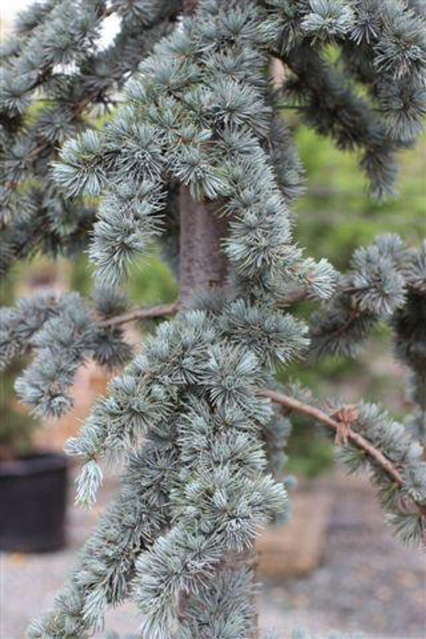Cedrus atlantica 'Glauca' / Cedrus libani subsp. atlantica - Blue Atlas Cedar, Blue Atlantic Cedar, Lebanon Cedar Atlantic Variety, Cedar of the Glaucus Atlas - Image 6