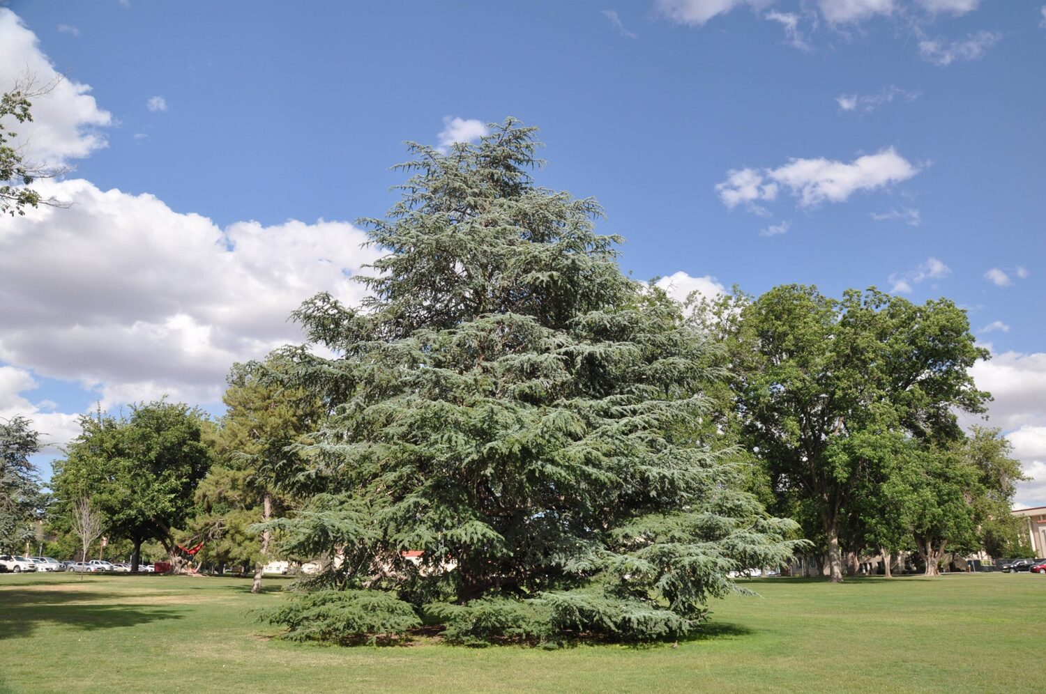 Cedrus atlantica 'Glauca' / Cedrus libani subsp. atlantica - Blue Atlas Cedar, Blue Atlantic Cedar, Lebanon Cedar Atlantic Variety, Cedar of the Glaucus Atlas - Image 7