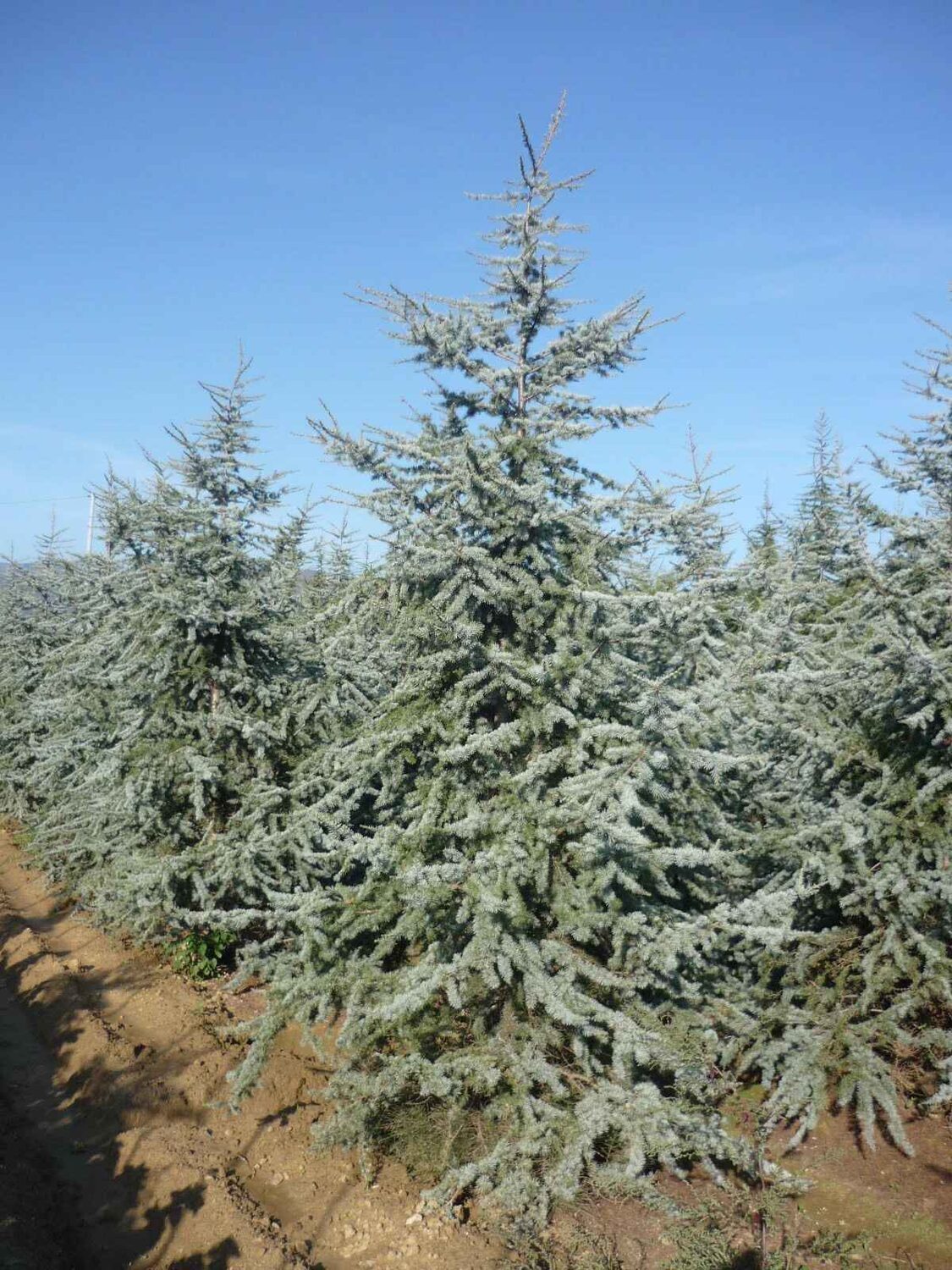 Cedrus atlantica 'Glauca' / Cedrus libani subsp. atlantica - Blue Atlas Cedar, Blue Atlantic Cedar, Lebanon Cedar Atlantic Variety, Cedar of the Glaucus Atlas - Image 8