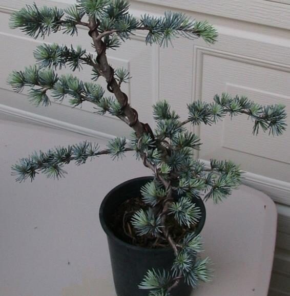 Cedrus atlantica 'Glauca' / Cedrus libani subsp. atlantica - Blue Atlas Cedar, Blue Atlantic Cedar, Lebanon Cedar Atlantic Variety, Cedar of the Glaucus Atlas - Image 9