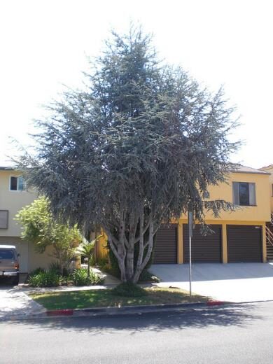 Cedrus atlantica 'Glauca' / Cedrus libani subsp. atlantica - Blue Atlas Cedar, Blue Atlantic Cedar, Lebanon Cedar Atlantic Variety, Cedar of the Glaucus Atlas - Image 13