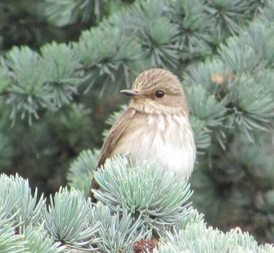 Cedrus atlantica 'Glauca' / Cedrus libani subsp. atlantica - Blue Atlas Cedar, Blue Atlantic Cedar, Lebanon Cedar Atlantic Variety, Cedar of the Glaucus Atlas - Image 15