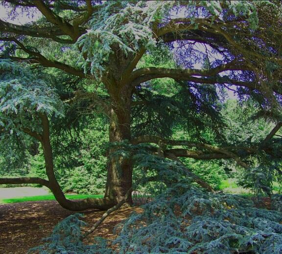 Cedrus atlantica 'Glauca' / Cedrus libani subsp. atlantica - Blue Atlas Cedar, Blue Atlantic Cedar, Lebanon Cedar Atlantic Variety, Cedar of the Glaucus Atlas - Image 16