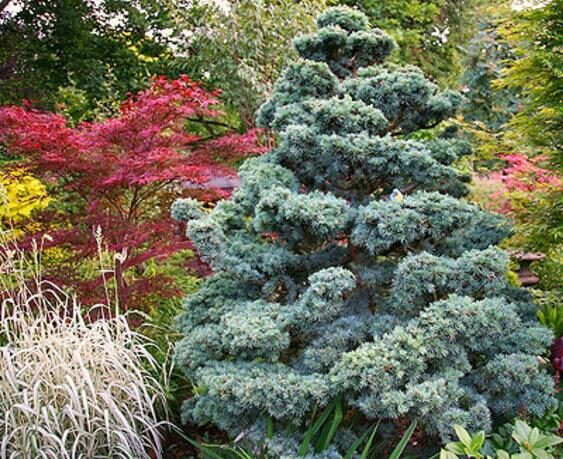 Cedrus atlantica 'Glauca' / Cedrus libani subsp. atlantica - Blue Atlas Cedar, Blue Atlantic Cedar, Lebanon Cedar Atlantic Variety, Cedar of the Glaucus Atlas - Image 17