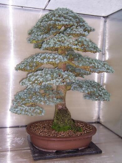 Cedrus atlantica 'Glauca' / Cedrus libani subsp. atlantica - Blue Atlas Cedar, Blue Atlantic Cedar, Lebanon Cedar Atlantic Variety, Cedar of the Glaucus Atlas - Image 18