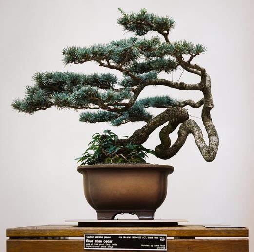 Cedrus atlantica 'Glauca' / Cedrus libani subsp. atlantica - Blue Atlas Cedar, Blue Atlantic Cedar, Lebanon Cedar Atlantic Variety, Cedar of the Glaucus Atlas - Image 19