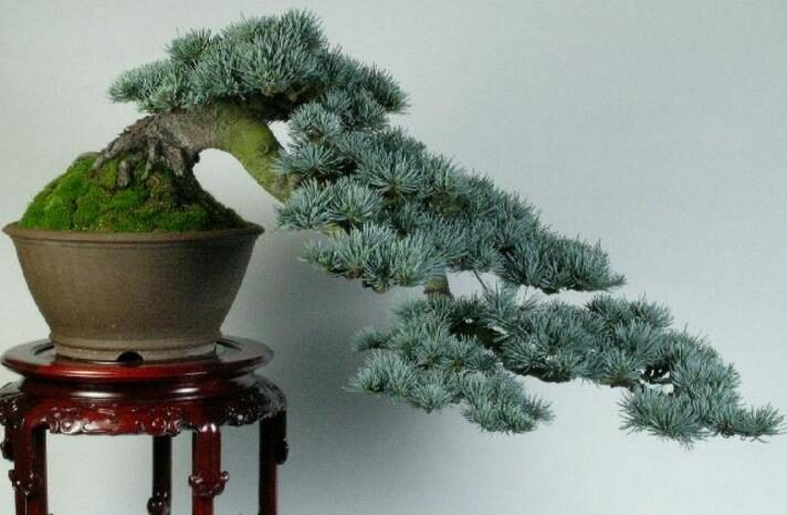 Cedrus atlantica 'Glauca' / Cedrus libani subsp. atlantica - Blue Atlas Cedar, Blue Atlantic Cedar, Lebanon Cedar Atlantic Variety, Cedar of the Glaucus Atlas - Image 20