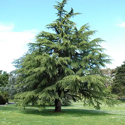 Cedrus deodara - Himalaya cedar - deodar