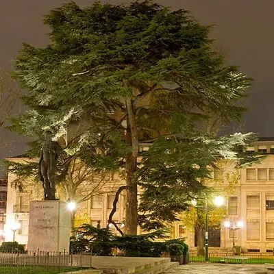 Cedrus libani var. libani - Lebanon Cedar