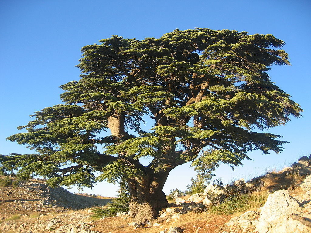 Cedrus libani var. libani - Lebanon Cedar - Image 2