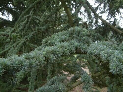 Cedrus libani var. libani - Lebanon Cedar - Image 5