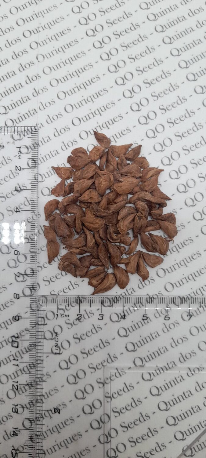 Cedrus libani var. libani - Lebanon Cedar - Image 6