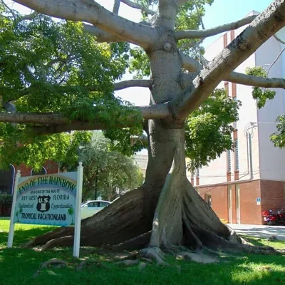Ceiba pentandra - Kapok Tree, Ceiba, Java Cotton, Java Kapok, Silk-Cotton, Samauma