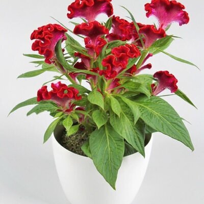 Celosia argentea var. cristata Red - Cockscomb, Plumed Cockscomb, Silver Cock's Comb