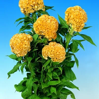 Celosia argentea var. cristata Yellow - Cockscomb, Plumed Cockscomb, Silver Cock's Comb