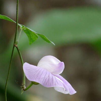 Centrosema pubescens - Centro, Butterfly Pea