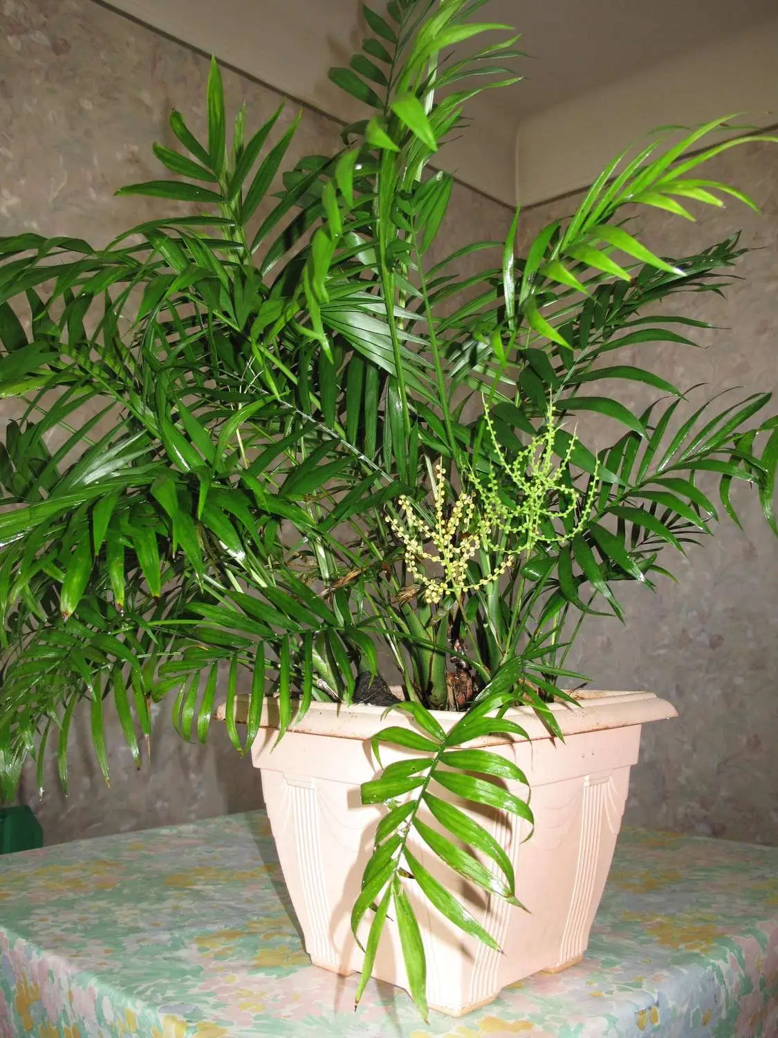 Chamaedorea elegans - Parlor Palm - Image 3