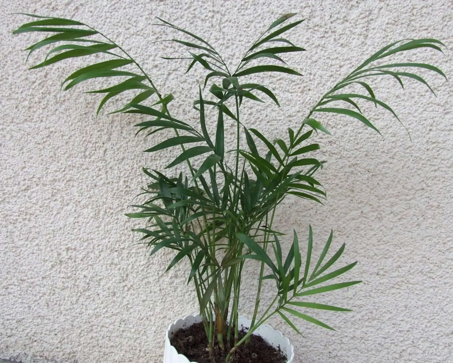 Chamaedorea elegans - Parlor Palm - Image 5