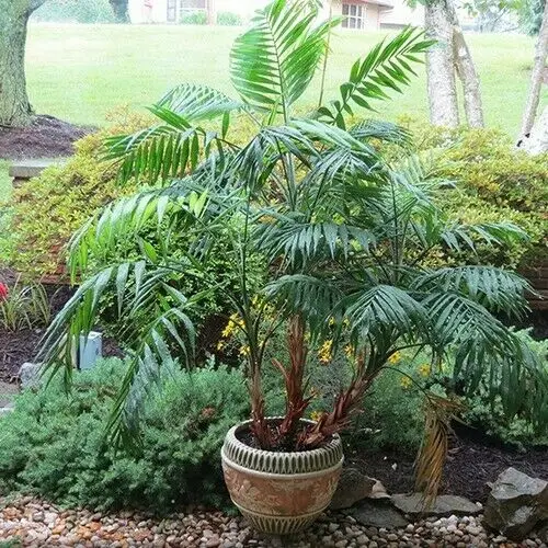 Chamaedorea elegans - Parlor Palm - Image 7