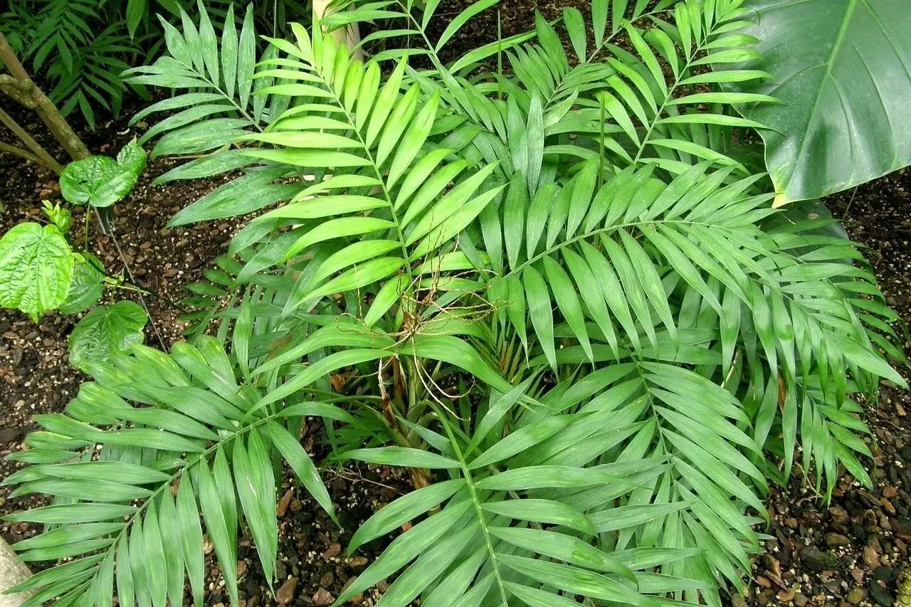 Chamaedorea elegans - Parlor Palm - Image 9