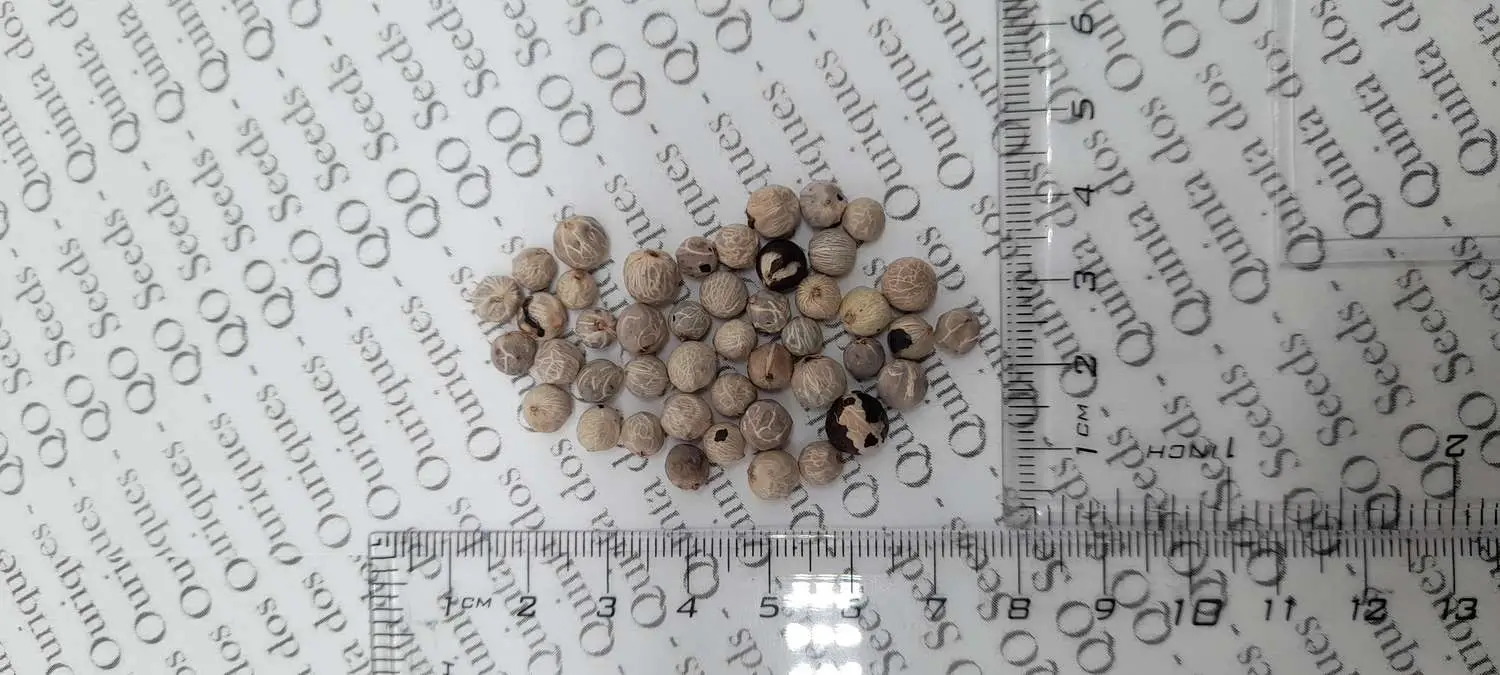 Chamaedorea elegans - Parlor Palm - Image 10