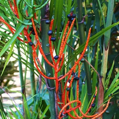 Chamaedorea seifrizii - Seifriz's Bamboo Palm