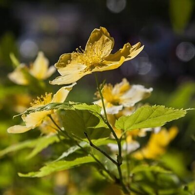 Chelidonium majus - Swallow Weed, Celandine, Wart Weed, Callus Weed, Greater Celandine