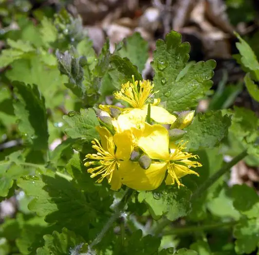 Chelidonium majus - Swallow Weed, Celandine, Wart Weed, Callus Weed, Greater Celandine - Image 3