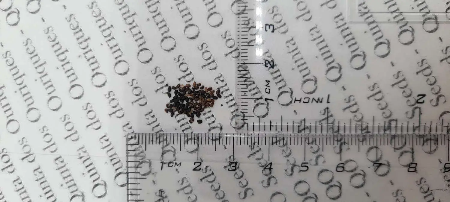 Chelidonium majus - Swallow Weed, Celandine, Wart Weed, Callus Weed, Greater Celandine - Image 7