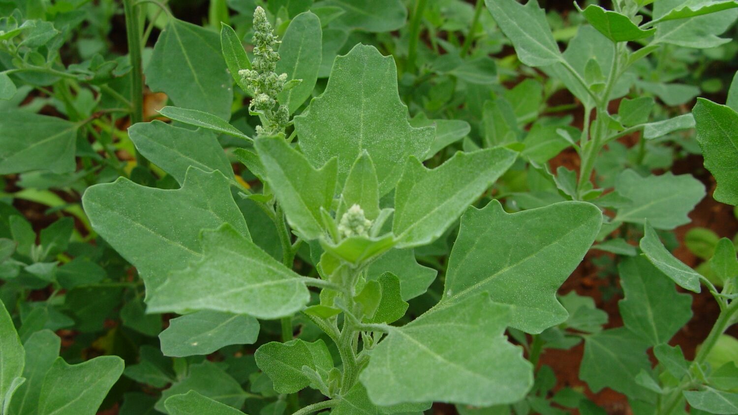 Chenopodium album - Lambs Quarters, Anserina-Branca