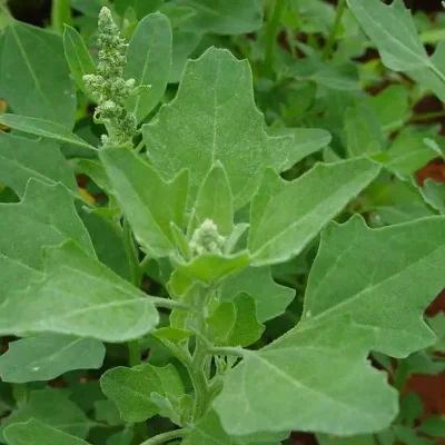 Chenopodium album - Lambs Quarters, Anserina-Branca