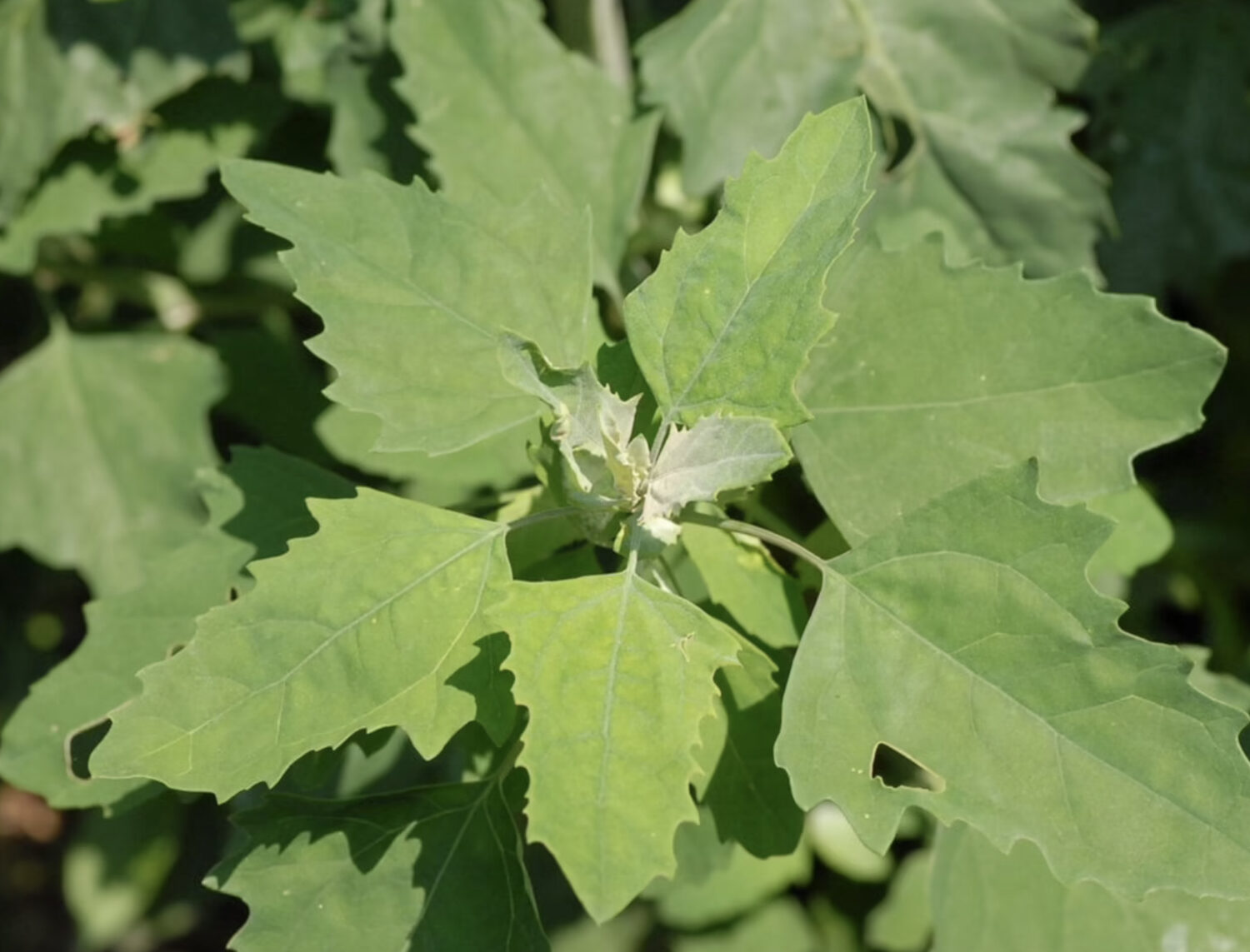 Chenopodium album - Lambs Quarters, Anserina-Branca - Image 2