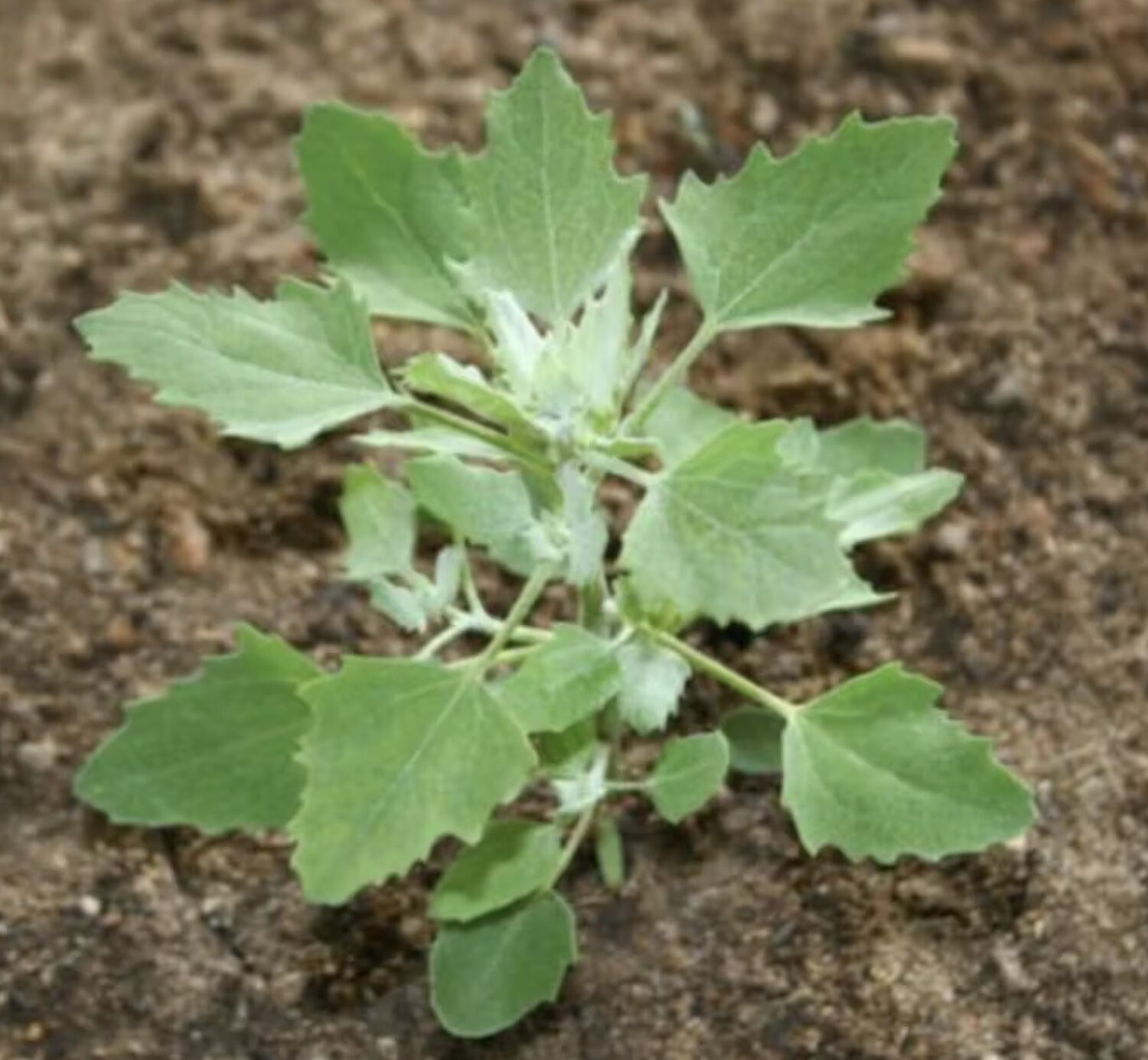 Chenopodium album - Lambs Quarters, Anserina-Branca - Image 3
