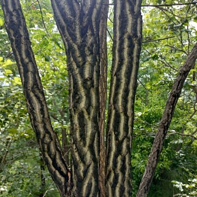 Chloroxylon swietenia / Swietenia chloroxylon - Ceylon Satinwood, East Indian Satinwood, Buruta