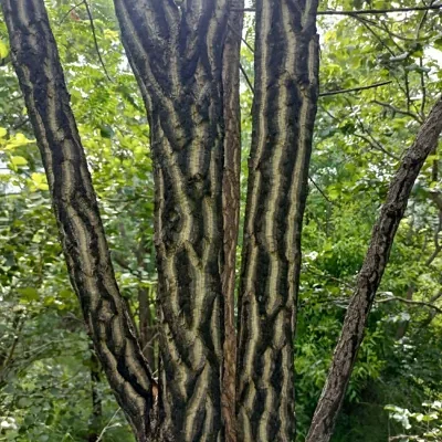 Chloroxylon swietenia / Swietenia chloroxylon - Ceylon Satinwood, East Indian Satinwood, Buruta