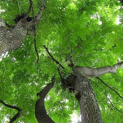 Chukrasia tabularis - White cedar, Indian mahogany, Indian sequoia, Burmese almond, bastard cedar