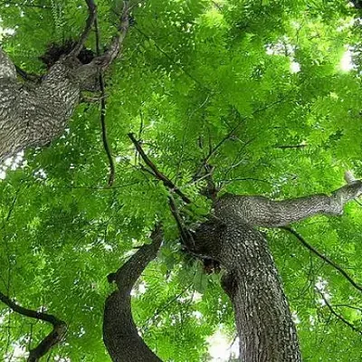 Chukrasia tabularis - White cedar, Indian mahogany, Indian sequoia, Burmese almond, bastard cedar